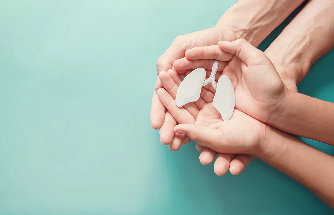 Model pair of lungs inside two people's hands