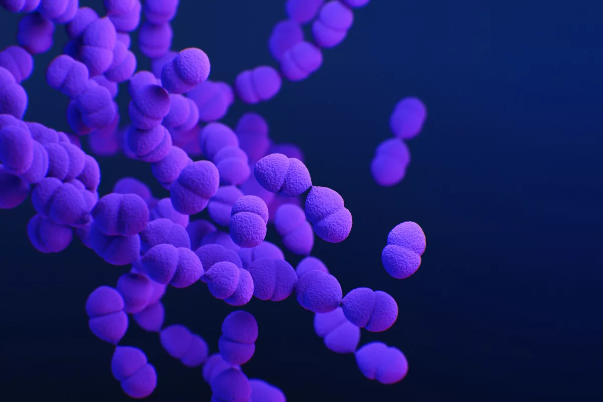 Drug resistant Streptococcus pneumoniae bacteria